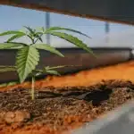 Young cannabis seedling growing in a soil bed under greenhouse light