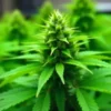 A flowering Colombian Gold Auto plant indoors.