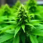 A flowering Colombian Gold Auto plant indoors.