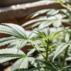 Close-up of a vibrant autoflower cannabis plant with developing buds, backlit by window light.