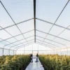 Wide-angle view of a large cannabis cultivation facility: two people standing in a central path between rows of cannabis plants, inside a greenhouse with a sunlit roof.