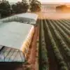 Aerial view of a sprawling cannabis farm at dawn, with two long greenhouses, rows of plants, and a gentle mist over the fields.