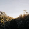 Wide-angle view of a lush cannabis field with dense plants backlit by a sunrise, with a central aisle.