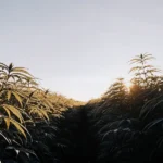 Wide-angle view of a lush cannabis field with dense plants backlit by a sunrise, with a central aisle.