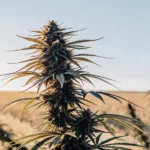 A cannabis plant with prominent buds and leaves in an open field, bathed in sunrise light, with rows of crops stretching into the background.