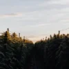 A cannabis field with rows of lush plants and prominent buds, backlit by a hazy sunset.