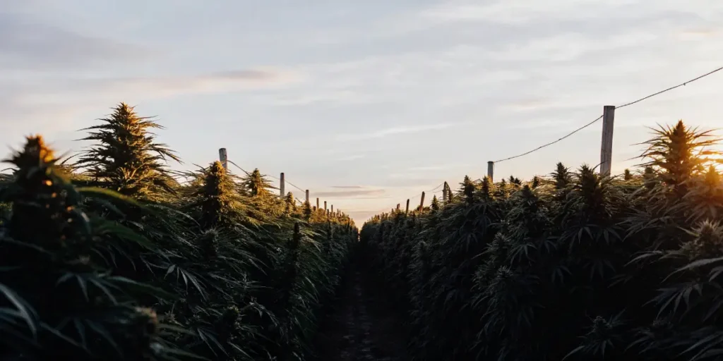 A cannabis field with rows of lush plants and prominent buds, backlit by a hazy sunset.