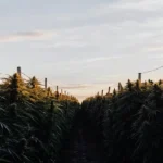A cannabis field with rows of lush plants and prominent buds, backlit by a hazy sunset.