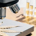 Close-up of a dry cannabis leaf with a stem, on a microscope stage for analysis, with test tubes and amber liquids in the background.