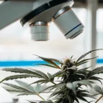 Close-up of a cannabis plant with prominent buds, positioned under the objective lens of a microscope for inspection in a laboratory setting.