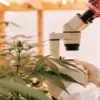 Hyper-realistic image of a researcher in a lab coat and gloves using a microscope to examine cannabis plants in a greenhouse.