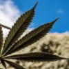 Close-up macro shot of a dark green cannabis leaf backlit by a blue sky with white clouds and a blurred light-colored hill in the background.