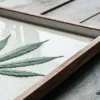 Overhead shot of a cannabis leaf floating in a tray of white resin, on a wooden table.