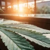 Hyper-realistic macro photograph of a cannabis leaf on a wooden surface, with a blurred pool and sunset light in the background.