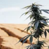 Close-up of a dark green cannabis plant with dense buds in an arid, cracked field under a bright sky.