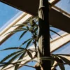 Close-up of a cannabis plant stem with small leaves, backlit by a clear blue sky through a greenhouse roof.