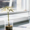 Close-up of a young cannabis plant in a clear container on a lab bench, with test tubes and bright light from a window in the background.