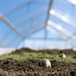 Close-up of premium cannabis seeds nestled in rich, dark soil in a greenhouse, with green sprouts and a bright sky.