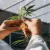 Cannabis breeder's hands gently holding a small plant in a greenhouse.