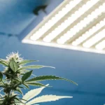 Close-up of glistening cannabis bud trichomes under LED grow lights.