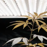 Cannabis plant with yellow-green leaves under bright lab lights.