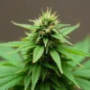 A Cement Shoe x Rainbow Regular cannabis bud during flowering.
