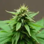 A Cement Shoe x Rainbow Regular cannabis bud during flowering.