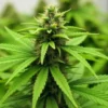 Cheese cannabis bud during indoor cultivation.