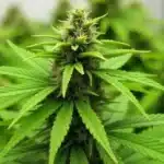 Cheese cannabis bud during indoor cultivation.