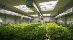 Indoor grow setup for Chemdog Diesel Auto cultivation.