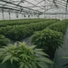 Grow Cherry Ak Fast Version in high-tech greenhouse setup.