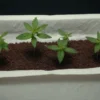 Early seedlings of Chocolate Mint Regular sprouting in fabric pot system.