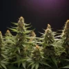 Mature Chocolope x Candy cannabis buds under grow light.