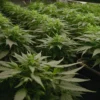 Grow Cinderella 99 x Taskenti in indoor vegetative stage.