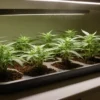Cream Auto seedlings developing in a propagation tray with LED dome.