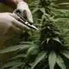 Trimming mature Critical 2.0 buds indoors.