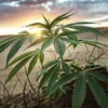 Close-up of a lush cannabis plant thriving in desert sand, backlit by a vibrant sunset.