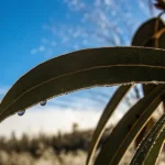 Detailed macro photograph of a dewy, crescent-shaped leaf with droplets hanging from its tip, against a bright blue sky.