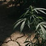 Close-up of a cannabis plant with dark green leaves and buds, growing on cracked, dry earth.