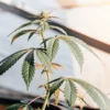 Close-up of a young cannabis plant in its early vegetative stage, with prominent leaves, illuminated by sunlight through a window.
