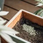 Overhead view of a pot with soil containing a small collection of round, light-colored fertilizer pellets, with a cannabis plant nearby.