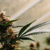 Macro shot of cannabis buds with prominent white pistils and green leaves during the flowering stage, in a sunlit greenhouse.