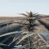 Overhead view of a cannabis field at dawn with frosted plants, illuminated by soft sunlight.