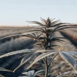 Overhead view of a cannabis field at dawn with frosted plants, illuminated by soft sunlight.