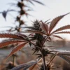 Macro photograph of a cannabis plant with prominent buds and reddish leaves covered in frost or dew, backlit by a bright sunset.