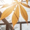 Close-up of a golden-hued cannabis leaf backlit by bright sunlight in a greenhouse.
