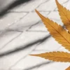 Close-up of vibrant golden-hued cannabis leaves on a marble-like surface, with visible veins.