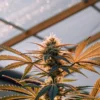 Close-up of a lush cannabis plant with buds and golden-hued leaves under sunlit greenhouse panels.