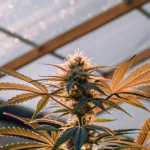Close-up of a lush cannabis plant with buds and golden-hued leaves under sunlit greenhouse panels.