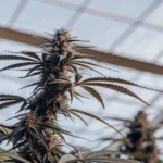 Close-up of a cannabis plant with a prominent bud and dark leaves, backlit by a sunlit greenhouse roof.